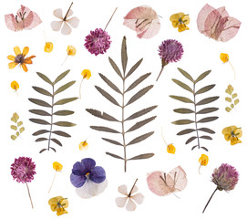 flat pressed dried flower pattern isolated on white background