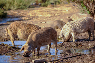 Fototapeta premium Domestic pigs of the Hungarian Mangalica breed drink water from the creek. Pig breeding, swine farm