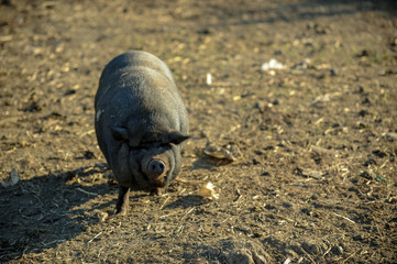 Domestic pigs of the Hungarian Mangalica breed drink water from the creek. Pig breeding, swine farm