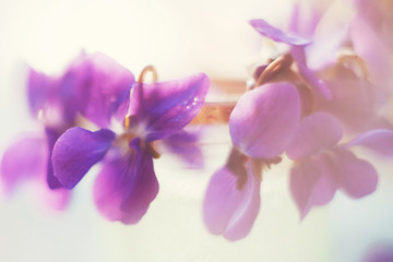Fototapeta na wymiar violets