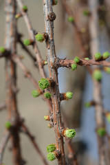 Larch Stiff Weeping