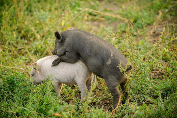 Piglets of mixed breeds Hungarian mangalitsa, Chinese and Vietnamese freely run on grass. Swine farm