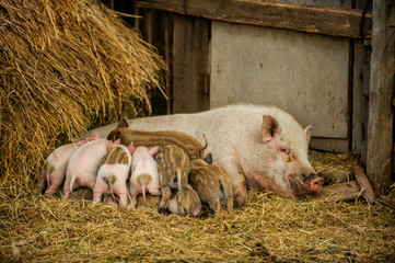 Large white pig of the Vietnam breed feeds piglets. Concept of happy motherhood in animals.