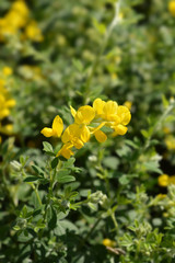 Obraz premium Easter broom