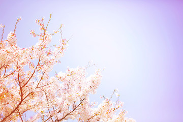 美しく満開に咲き誇る桜の木のトンネルと道 Wall Mural Minianne