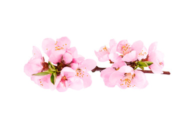 Flowers of blooming flowering peach tree isolated on white background