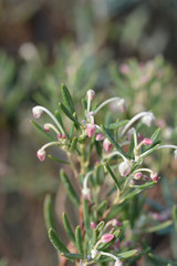Bog rosemary Blue Ice