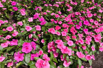 Flowers of Catharanthus roseus in various shades of pink in June