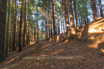 bosque de secuoyas      secuoyas park