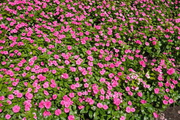 Fototapeta premium Lots of pink flowers of Catharanthus roseus in spring