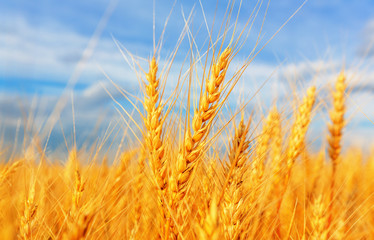 Wheat ears and cloudy sky