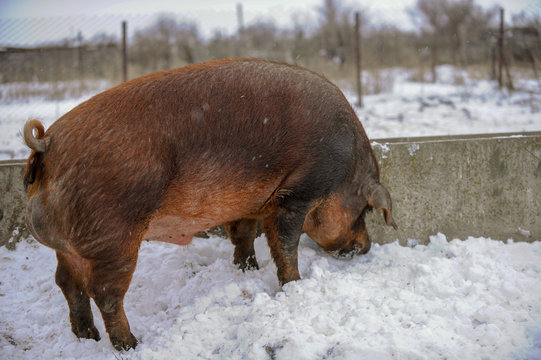 Big producer of red wild boar. Meat breed of pigs Duroc. Pigs grazing outdoors in a dirty farm field. Name in Latin: Sus scrofa domesticus. Red Hogging pigs. Red boar. Concept growing organic food.