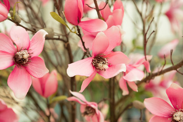 Close-up Artificial Cherry Blossom Flower Branch Decor in Spa or Office