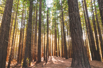 bosque de secuoyas      secuoyas park