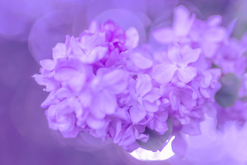 Lilac flowers on natural blurred, violet  background.