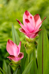 Naklejka premium Siam tulip. Curcuma.