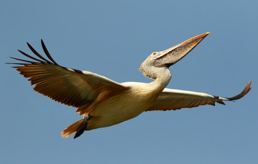 Spot Billed Pelican in flight, Pelecanus philippensis, Ranganathittu Bird Sanctuary, Karnataka, India.