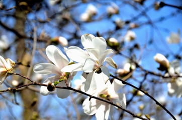 In the park, in the garden spring sunny day, magnolia blooms.