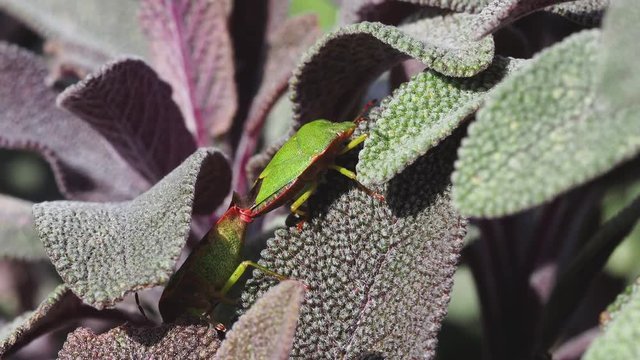 Green shield bug mating on a Sage  - Palomena prasina