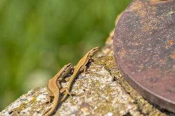 Green lizard on the concrete next to the metal pillar. Small lizard getting scared and retreating to its hide