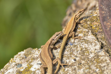 Green lizard on the concrete next to the metal pillar. Small lizard getting scared and retreating to its hide
