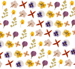 flat pressed dried flower pattern isolated on white background