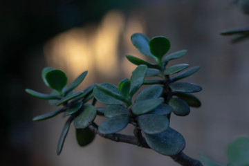flower on black background