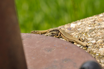 Green lizard on the concrete next to the metal pillar. Small lizard getting scared and retreating to its hide