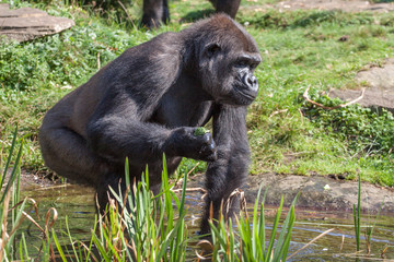 Black lowland gorilla in various postures © mauvries
