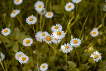 White daisies with a yellow heart