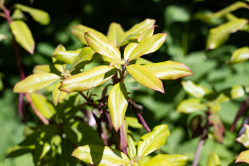 Rhododendron leaves on a branch