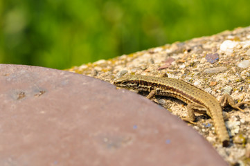 Green lizard on the concrete next to the metal pillar. Small lizard getting scared and retreating to its hide