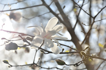 In the park, in the garden spring sunny day, magnolia blooms.