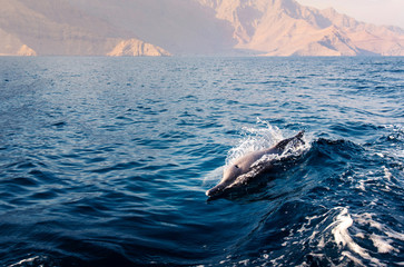 dolphin rising above crystal clear water