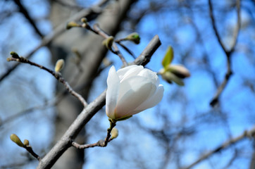 In the park, in the garden spring sunny day, magnolia blooms.