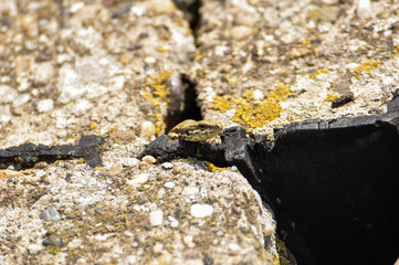 Green lizard on the concrete next to the metal pillar. Small lizard getting scared and retreating...