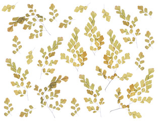 flat pressed dried flower pattern isolated on white background