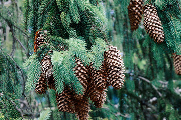 Beautiful fir branch with cones close-up, Transcarpathia