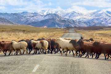 Sheep cross the road