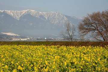 菜の花、雪山、琵琶湖、比良山
