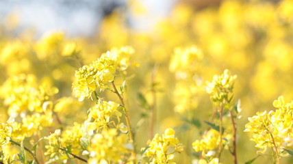 春に咲くの菜の花　荒子川公園