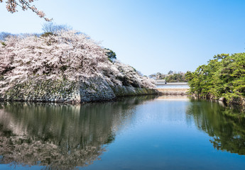 彦根城　中堀の満開桜