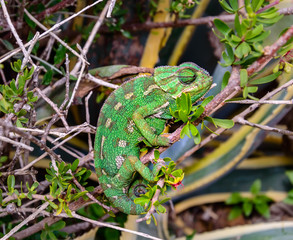 Wild Mediterranean or Common Chameleon in bush