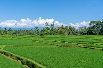 Fototapeta na wymiar Landscape with rice fields and palm tree at sunny day in island Bali, Indonesia. Nature and travel concept