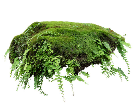 Floating rock island covered by green moss, grass and fern, isolated on white background.