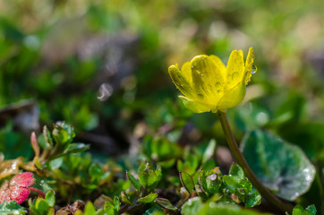The first spring flowers.