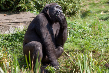 Black lowland gorilla in various postures