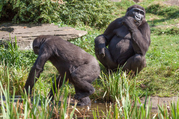 Black lowland gorilla in various postures