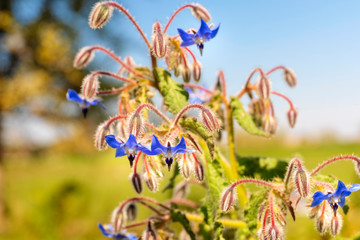 Plant with flowers and borage buds