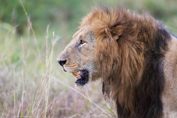 Dominant male lion side profile